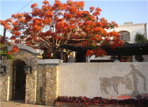 restaurante el matador los cabos 
